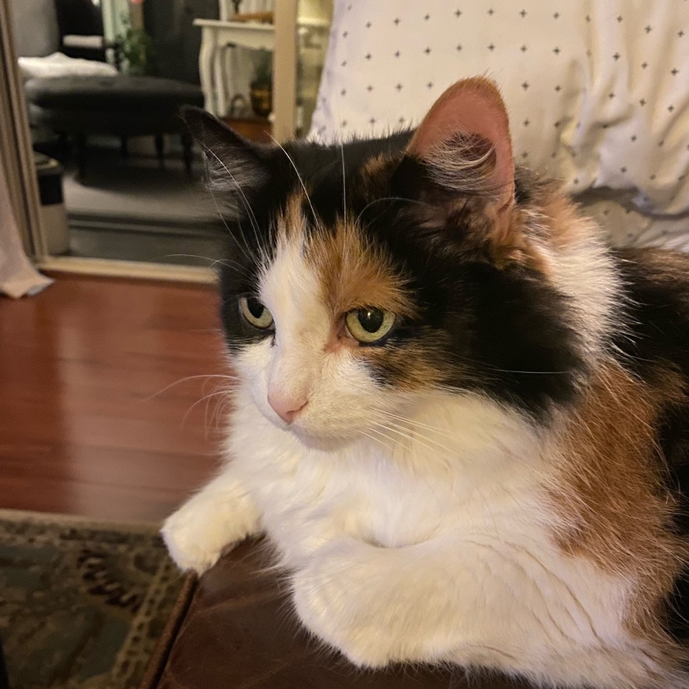 Meet your Posher, Pamela